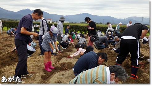 みんなでいもほり～♪