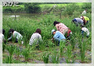 菖蒲園の除草作業