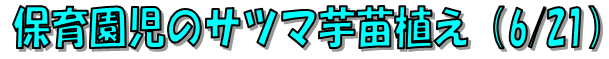 保育園児のサツマ芋苗植え（6/2)