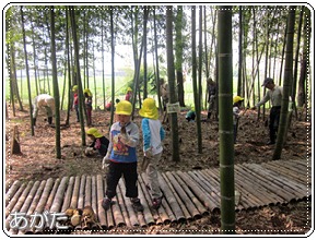 タケノコとれたよ！