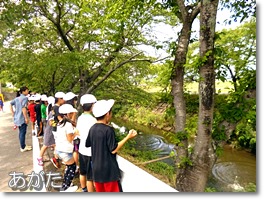 EMだんごの投げ込み