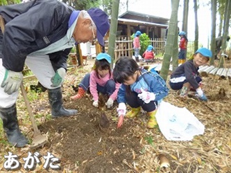 タケノコ掘りの様子