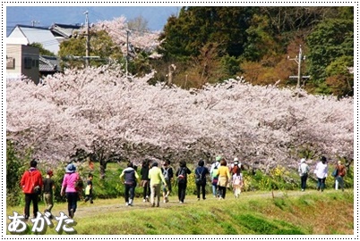 桜並木ウォーキング！桜が とってもきれい♪