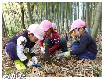 たけのこ、なかなか抜けないなぁ！