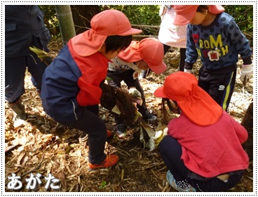 園児たちのタケノコ掘り