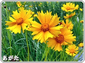 見た目は黄色の可愛い「オオキンケイギク」の花
