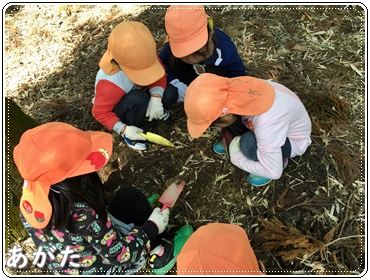 園児たちのタケノコ掘り