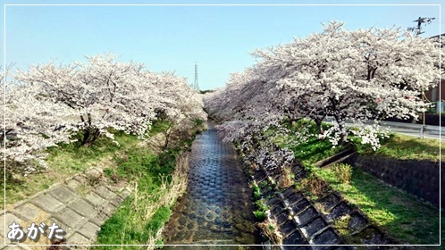 竹谷川の桜