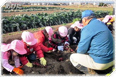 保育園児のじゃがいも掘り