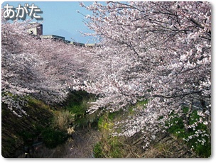 美しく咲いた竹谷側の桜