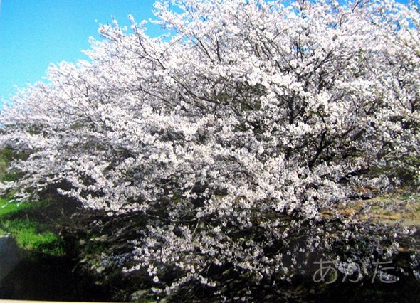 写真コンテスト最優秀作品