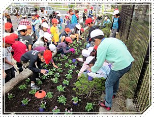 地域連携花壇の花苗植え(11/2)