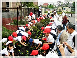 地域連携花壇の花苗植え