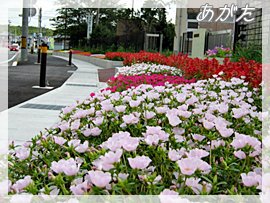 昨夏の地域連携花壇