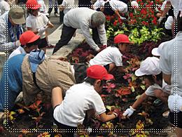 地域連携花壇の花苗植え