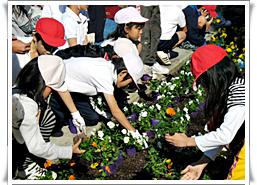 地域連携花壇のパンジー植え作業(11/20)